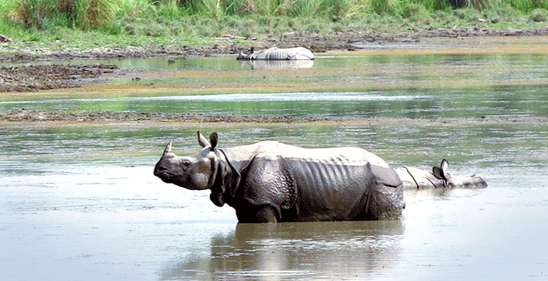 Places to visit in dudhwa national park
